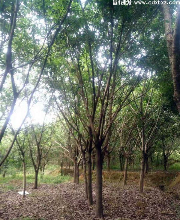 黄果树图片 黄果树图片