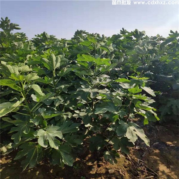 云南绿化工程苗木品种图片 云南绿化工程苗木品种图片