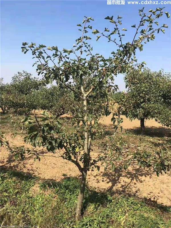 苹果树基地图片 苹果树基地图片