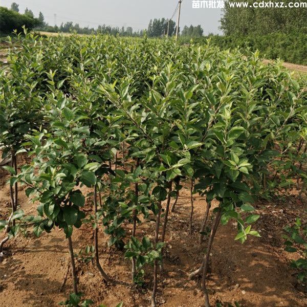 苹果树基地图片 苹果树基地图片