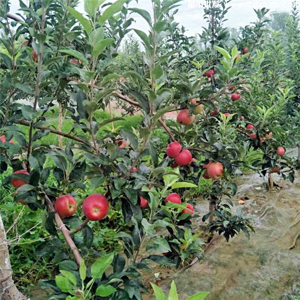 苹果树基地图片 苹果树基地图片