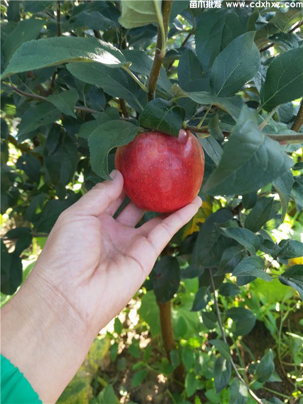 苹果树基地图片 苹果树基地图片