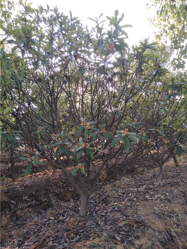 枇杷树图片 枇杷树图片