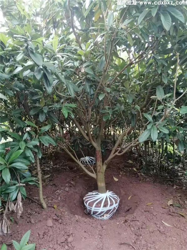 枇杷树图片 枇杷树图片