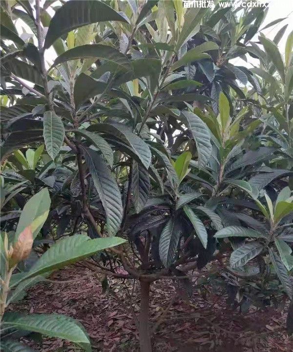 枇杷树图片 枇杷树图片