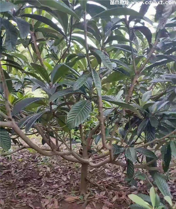 枇杷树图片 枇杷树图片