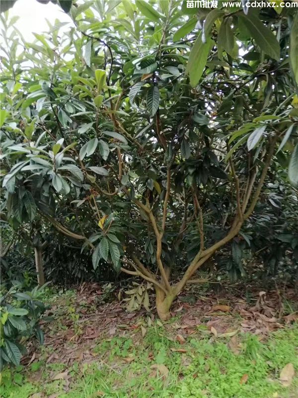 枇杷树图片 枇杷树图片