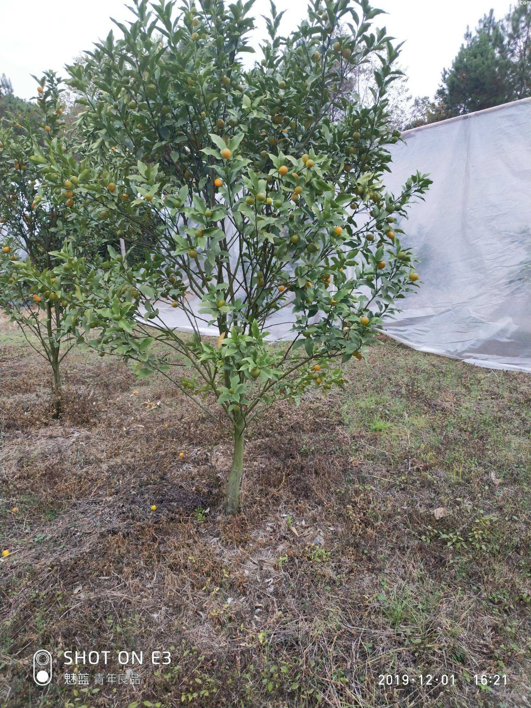 橘子树图片 橘子树图片