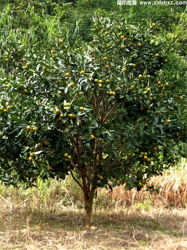 橘子树图片 橘子树图片