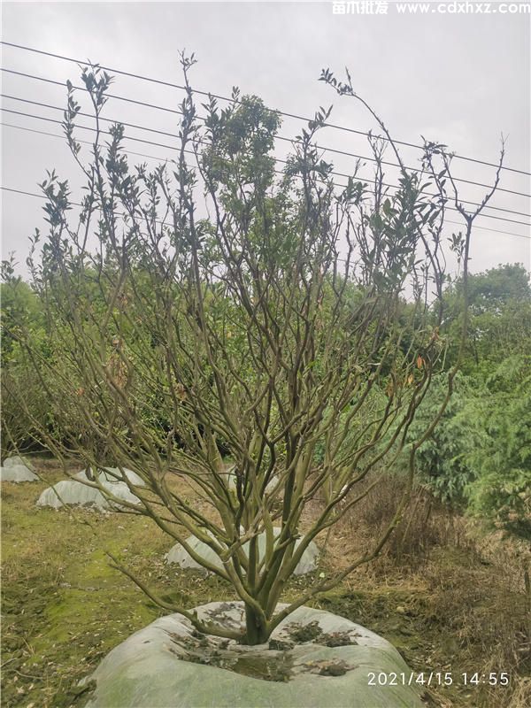 橘子树图片 橘子树图片