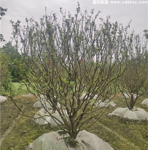 橘子树图片 橘子树图片