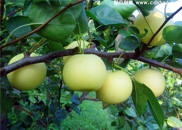 梨树基地实拍图片