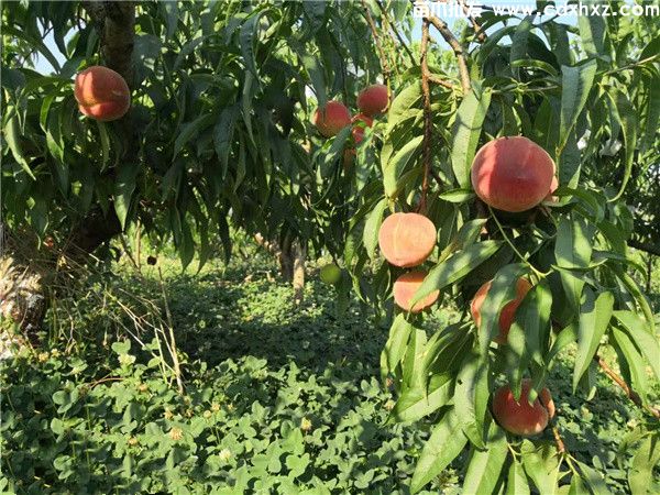 桃树基地实拍图片 桃树基地实拍图片