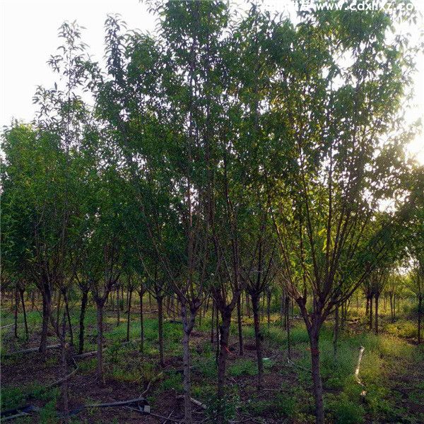 桃树基地实拍图片 桃树基地实拍图片