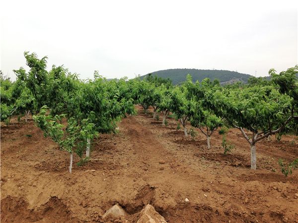 桃树基地实拍图片 桃树基地实拍图片