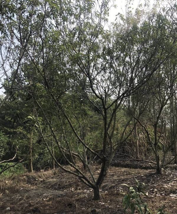 桃树基地实拍图片 桃树基地实拍图片