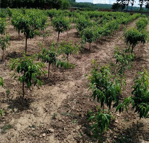 桃树基地实拍图片 桃树基地实拍图片