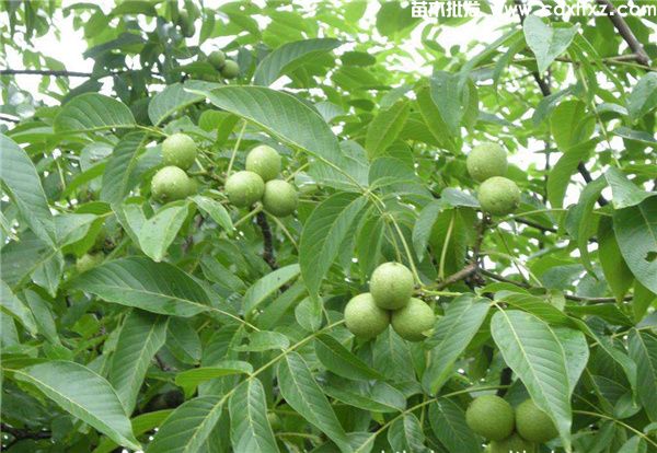 核桃树基地实拍图片 核桃树基地实拍图片