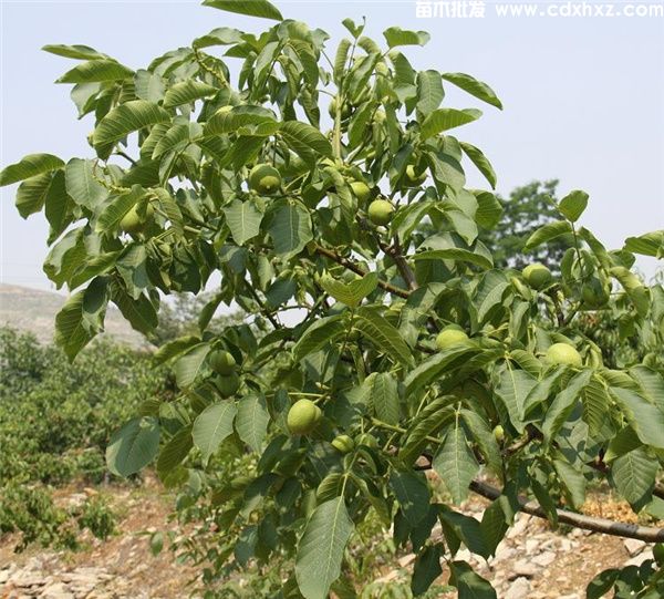 核桃树基地实拍图片 核桃树基地实拍图片