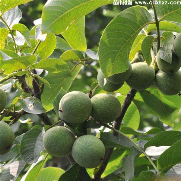 核桃树基地实拍图片 核桃树基地实拍图片