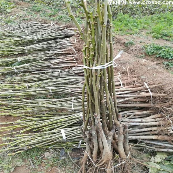 核桃树基地实拍图片 核桃树基地实拍图片