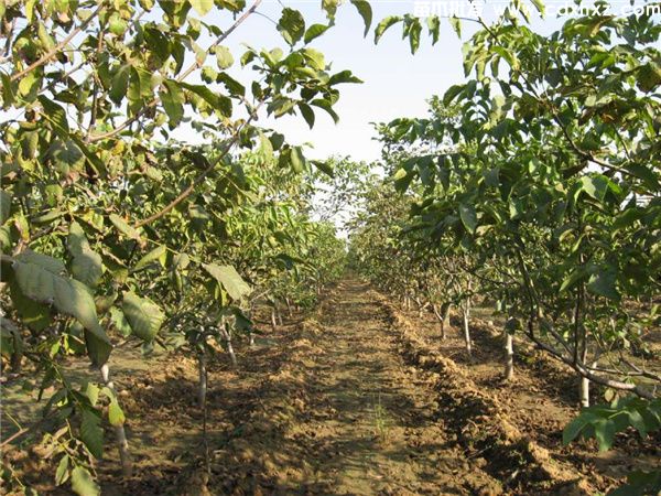 核桃树基地实拍图片 核桃树基地实拍图片