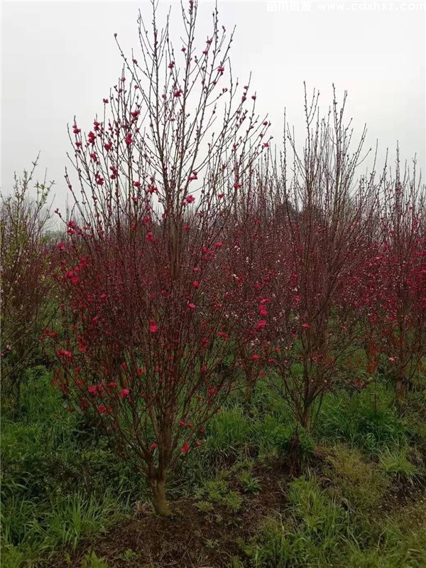 清新艳丽的碧桃-观花乔木的优势