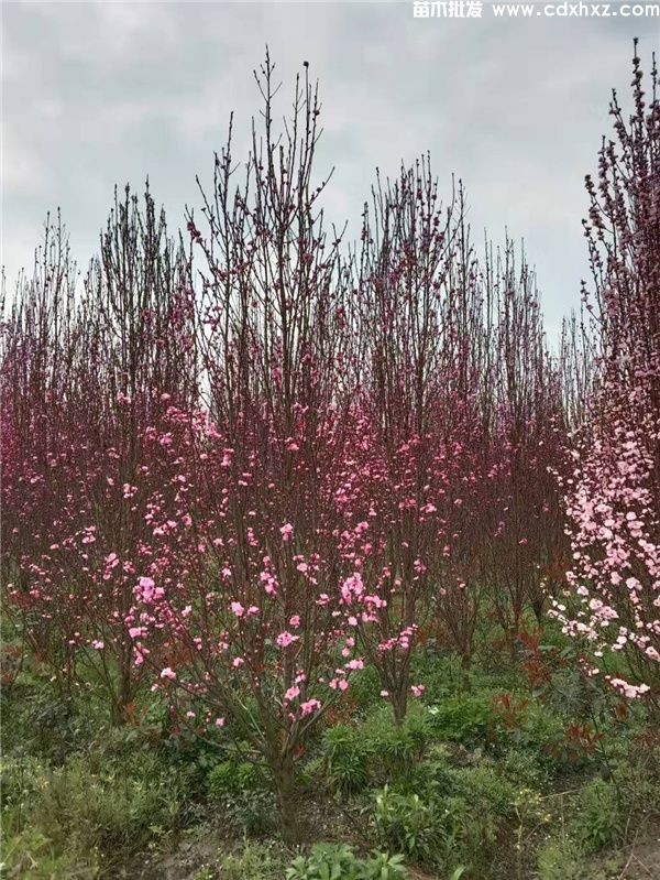 清新艳丽的碧桃-观花乔木的优势