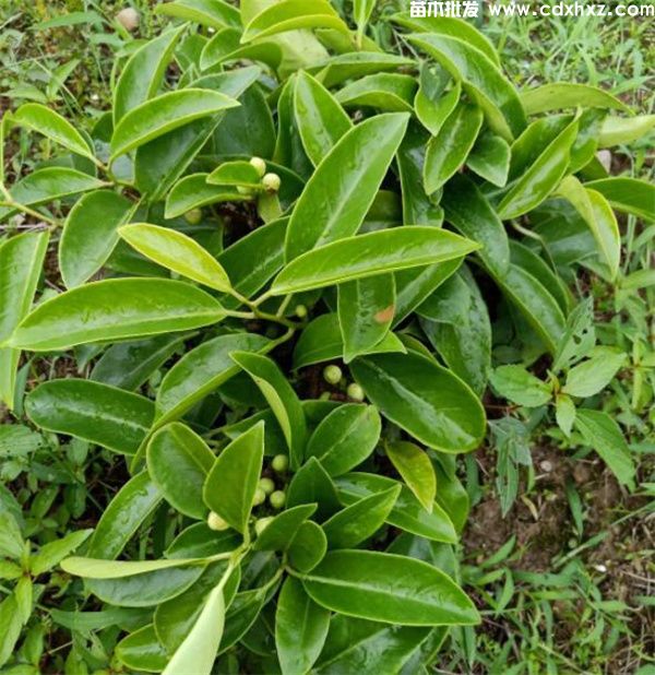 耐寒的爬藤类植物有哪些呢? 耐寒的爬藤类植物有哪些呢?