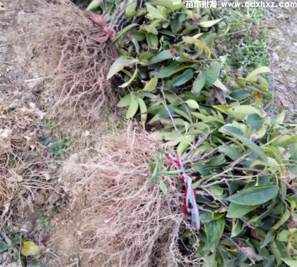 耐寒的爬藤类植物有哪些呢? 耐寒的爬藤类植物有哪些呢?