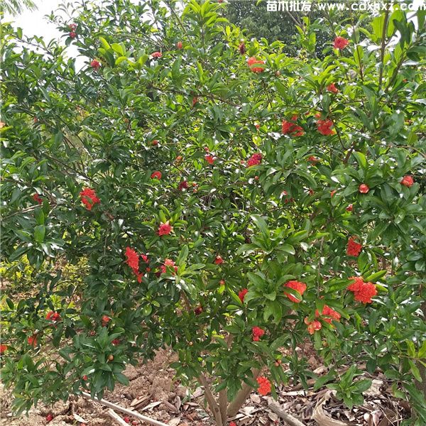 丛生花石榴几月份种植好？