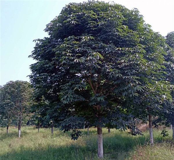 什么树一年四季都是绿的,冬不凋谢的乔木和灌木 什么树一年四季都是绿的,冬不凋谢的乔木和灌木