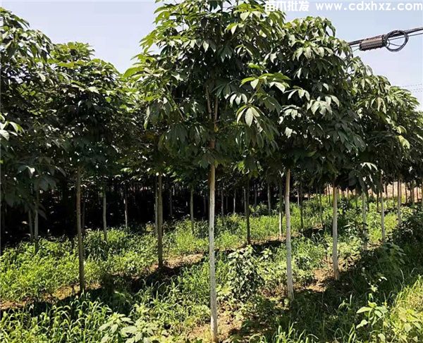 菩提树图片 菩提树图片