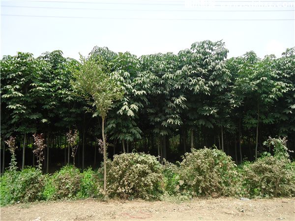 菩提树图片 菩提树图片