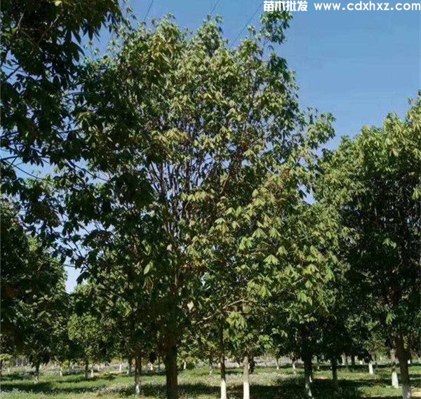 菩提树图片 菩提树图片