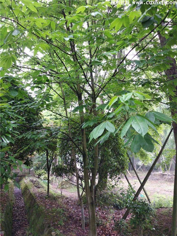 菩提树图片 菩提树图片