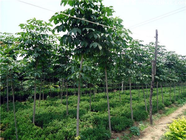 菩提树图片 菩提树图片