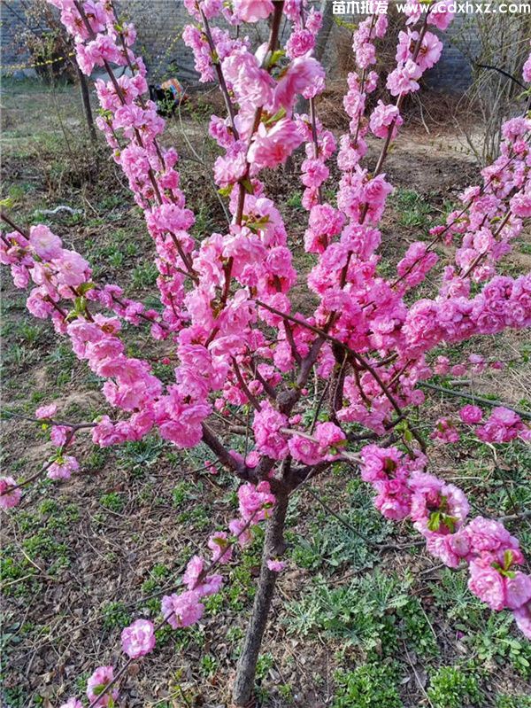 榆叶梅基地实拍图片