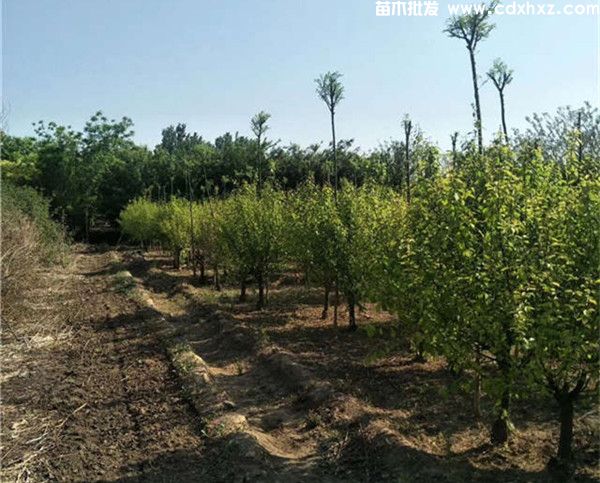 榆叶梅基地实拍图片