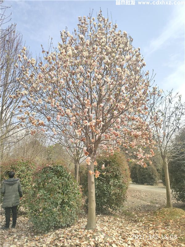 成都哪有大型玉兰基地? 成都哪有大型玉兰基地?