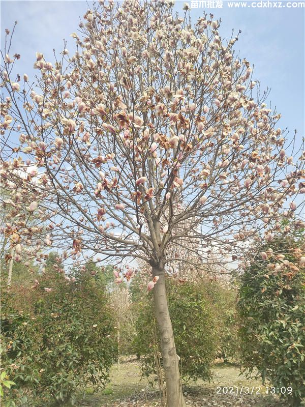 成都哪有大型玉兰基地? 成都哪有大型玉兰基地?