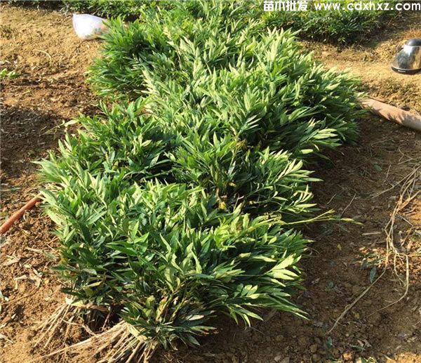 成都哪里有卖十大功劳树苗的? 成都哪里有卖十大功劳树苗的?