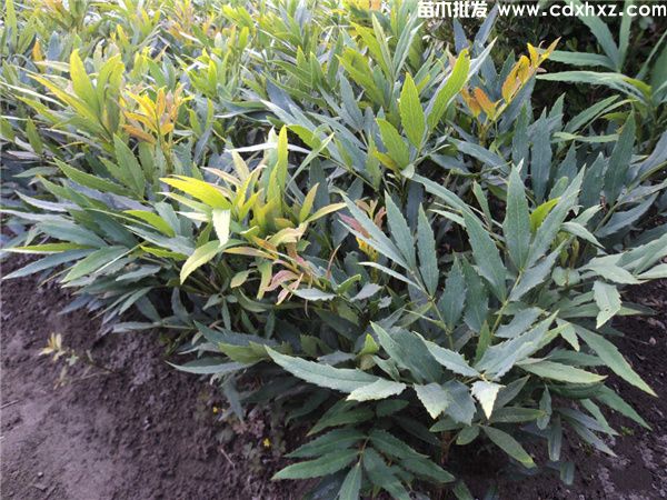 十大功劳一平米种植多少颗？