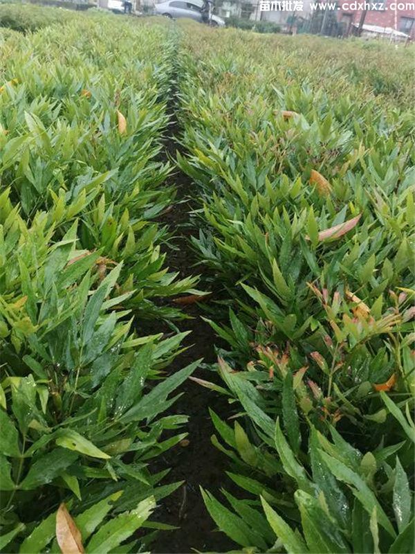 成都哪里有卖十大功劳树苗的? 成都哪里有卖十大功劳树苗的?