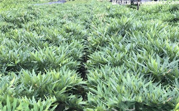 十大功劳一平米种植多少颗？