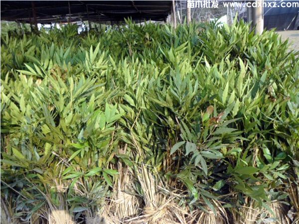 成都哪里有卖十大功劳树苗的? 成都哪里有卖十大功劳树苗的?