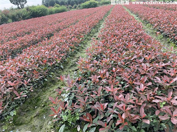 80公分的红叶石楠多少钱? 80公分的红叶石楠多少钱?