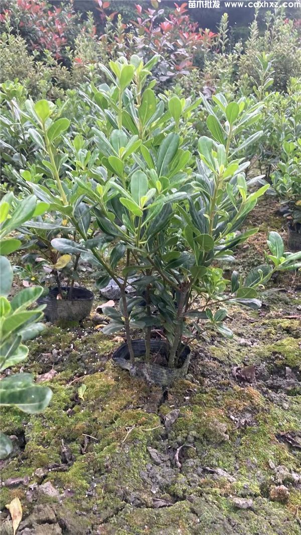 80公分的海桐多少钱一株? 80公分的海桐多少钱一株?