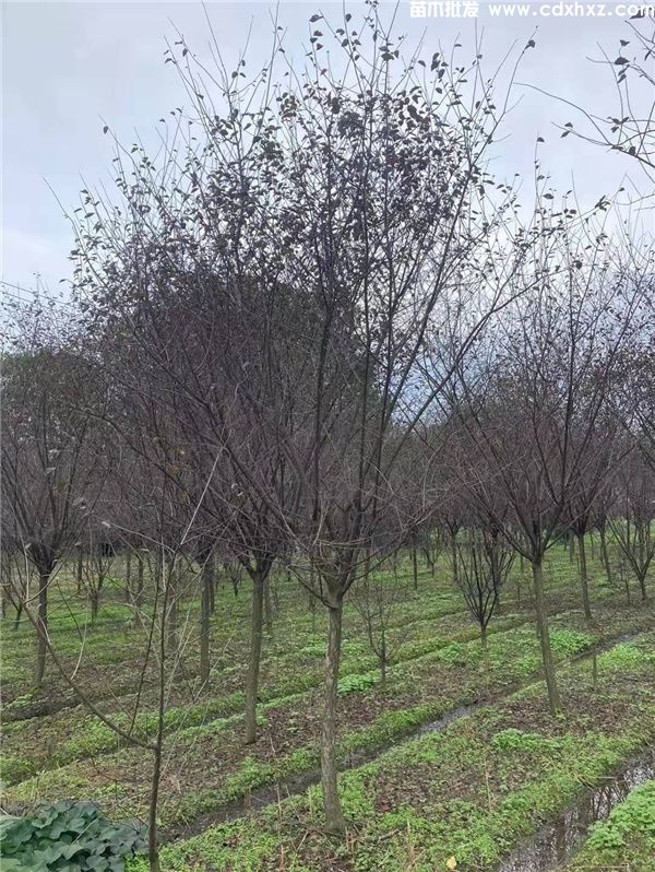 美人梅基地实拍图片 美人梅基地实拍图片