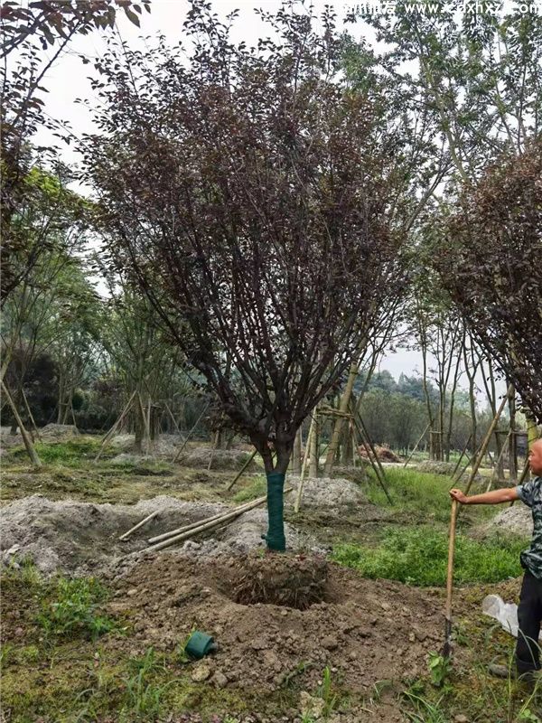 美人梅基地实拍图片 美人梅基地实拍图片